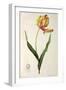 Tulipa Gesneriana Dracontia, from Les Liliacees, 1816-Pierre-Joseph Redouté-Framed Giclee Print