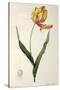 Tulipa Gesneriana Dracontia, from Les Liliacees, 1816-Pierre-Joseph Redouté-Stretched Canvas