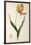 Tulipa Gesneriana Dracontia, from Les Liliacees, 1816-Pierre-Joseph Redouté-Framed Giclee Print