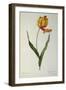 Tulipa Gesneriana Dracontia, from `Les Liliacees', 1816-Pierre-Joseph Redouté-Framed Giclee Print