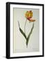 Tulipa Gesneriana Dracontia, from `Les Liliacees', 1816-Pierre-Joseph Redouté-Framed Giclee Print