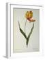 Tulipa Gesneriana Dracontia, from `Les Liliacees', 1816-Pierre-Joseph Redouté-Framed Giclee Print