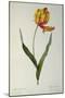 Tulipa Gesneriana Dracontia, from `Les Liliacees', 1816-Pierre-Joseph Redouté-Mounted Giclee Print