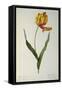Tulipa Gesneriana Dracontia, from `Les Liliacees', 1816-Pierre-Joseph Redouté-Framed Stretched Canvas
