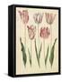 Tulipa Gesneriana From The Album Gottorfer Codex, c.1650-Hans Simon Holtzbecher-Framed Stretched Canvas