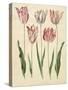 Tulipa Gesneriana From The Album Gottorfer Codex, c.1650-Hans Simon Holtzbecher-Stretched Canvas