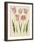 Tulipa Gesneriana From The Album Gottorfer Codex, c.1650-Hans Simon Holtzbecher-Framed Giclee Print