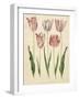 Tulipa Gesneriana From The Album Gottorfer Codex, c.1650-Hans Simon Holtzbecher-Framed Giclee Print