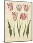 Tulipa Gesneriana From The Album Gottorfer Codex, c.1650-Hans Simon Holtzbecher-Mounted Giclee Print