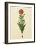 Tulipa Gesneriana From The Album Gottorfer Codex, c.1650-Hans Simon Holtzbecher-Framed Giclee Print