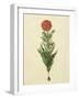 Tulipa Gesneriana From The Album Gottorfer Codex, c.1650-Hans Simon Holtzbecher-Framed Giclee Print