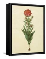 Tulipa Gesneriana From The Album Gottorfer Codex, c.1650-Hans Simon Holtzbecher-Framed Stretched Canvas