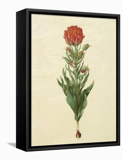 Tulipa Gesneriana From The Album Gottorfer Codex, c.1650-Hans Simon Holtzbecher-Framed Stretched Canvas