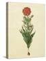 Tulipa Gesneriana From The Album Gottorfer Codex, c.1650-Hans Simon Holtzbecher-Stretched Canvas