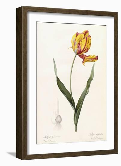 Tulipa Gesneriana - Tulipe Des Jardins-Pierre-Joseph Redouté-Framed Giclee Print