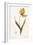 Tulipa Gesneriana - Tulipe Des Jardins-Pierre-Joseph Redouté-Framed Giclee Print
