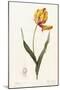Tulipa Gesneriana - Tulipe Des Jardins-Pierre-Joseph Redouté-Mounted Giclee Print