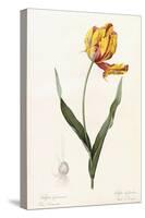 Tulipa Gesneriana - Tulipe Des Jardins-Pierre-Joseph Redouté-Stretched Canvas