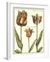 Tulipa I-Crispijn de Passe-Framed Art Print