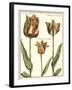 Tulipa I-Crispijn de Passe-Framed Art Print