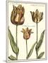 Tulipa I-Crispijn de Passe-Mounted Art Print