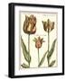 Tulipa I-Crispijn de Passe-Framed Art Print