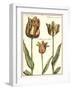Tulipa I-Crispijn de Passe-Framed Art Print