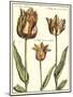Tulipa I-Crispijn de Passe-Mounted Art Print