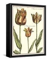 Tulipa I-Crispijn de Passe-Framed Stretched Canvas