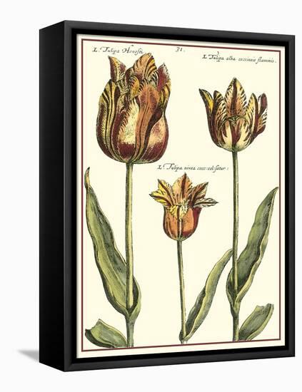 Tulipa I-Crispijn de Passe-Framed Stretched Canvas