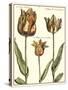 Tulipa I-Crispijn de Passe-Stretched Canvas