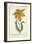 Tulipa Lutea from 'Phythanthoza Iconographica', Published in Germany, 1737-45-Johann Wilhelm Weinman-Framed Giclee Print