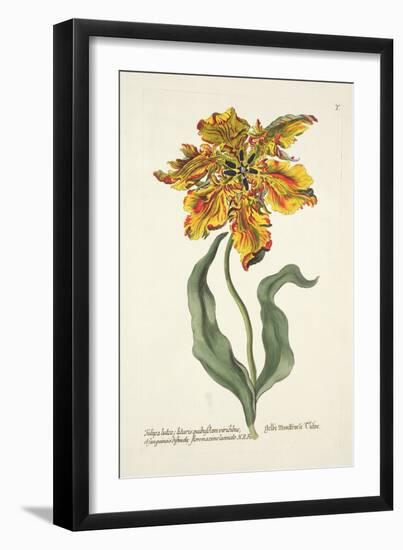 Tulipa Lutea from 'Phythanthoza Iconographica', Published in Germany, 1737-45-Johann Wilhelm Weinman-Framed Giclee Print