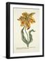 Tulipa Lutea from 'Phythanthoza Iconographica', Published in Germany, 1737-45-Johann Wilhelm Weinman-Framed Giclee Print