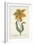 Tulipa Lutea from 'Phythanthoza Iconographica', Published in Germany, 1737-45-Johann Wilhelm Weinman-Framed Giclee Print