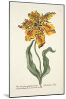 Tulipa Lutea from 'Phythanthoza Iconographica', Published in Germany, 1737-45-Johann Wilhelm Weinman-Mounted Giclee Print