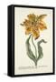 Tulipa Lutea from 'Phythanthoza Iconographica', Published in Germany, 1737-45-Johann Wilhelm Weinman-Framed Stretched Canvas