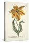 Tulipa Lutea from 'Phythanthoza Iconographica', Published in Germany, 1737-45-Johann Wilhelm Weinman-Stretched Canvas