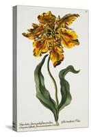 Tulipa Lutea, Lithograph-Johann Wilhelm Weinmann-Stretched Canvas