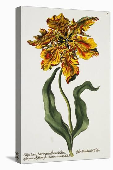 Tulipa Lutea, Lithograph-Johann Wilhelm Weinmann-Stretched Canvas
