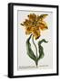 Tulipa Lutea, Lithograph-Johann Wilhelm Weinmann-Framed Giclee Print
