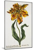 Tulipa Lutea, Lithograph-Johann Wilhelm Weinmann-Mounted Giclee Print