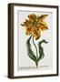 Tulipa Lutea, Lithograph-Johann Wilhelm Weinmann-Framed Premium Giclee Print