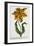 Tulipa Lutea, Lithograph-Johann Wilhelm Weinmann-Framed Premium Giclee Print