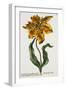 Tulipa Lutea, Lithograph-Johann Wilhelm Weinmann-Framed Premium Giclee Print