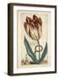 Tulipa Mayor Do Jacobi Bommy, Plate 47, from 'Hortus Floridus' Published 1614-Crispin II de Passe-Framed Premium Giclee Print