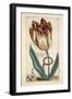 Tulipa Mayor Do Jacobi Bommy, Plate 47, from 'Hortus Floridus' Published 1614-Crispin II de Passe-Framed Premium Giclee Print