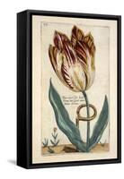 Tulipa Mayor Do Jacobi Bommy, Plate 47, from 'Hortus Floridus' Published 1614-Crispin II de Passe-Framed Stretched Canvas