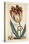 Tulipa Mayor Do Jacobi Bommy, Plate 47, from 'Hortus Floridus' Published 1614-Crispin II de Passe-Stretched Canvas
