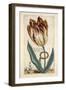 Tulipa Mayor Do Jacobi Bommy, Plate 47, from 'Hortus Floridus' Published 1614-Crispin II de Passe-Framed Giclee Print